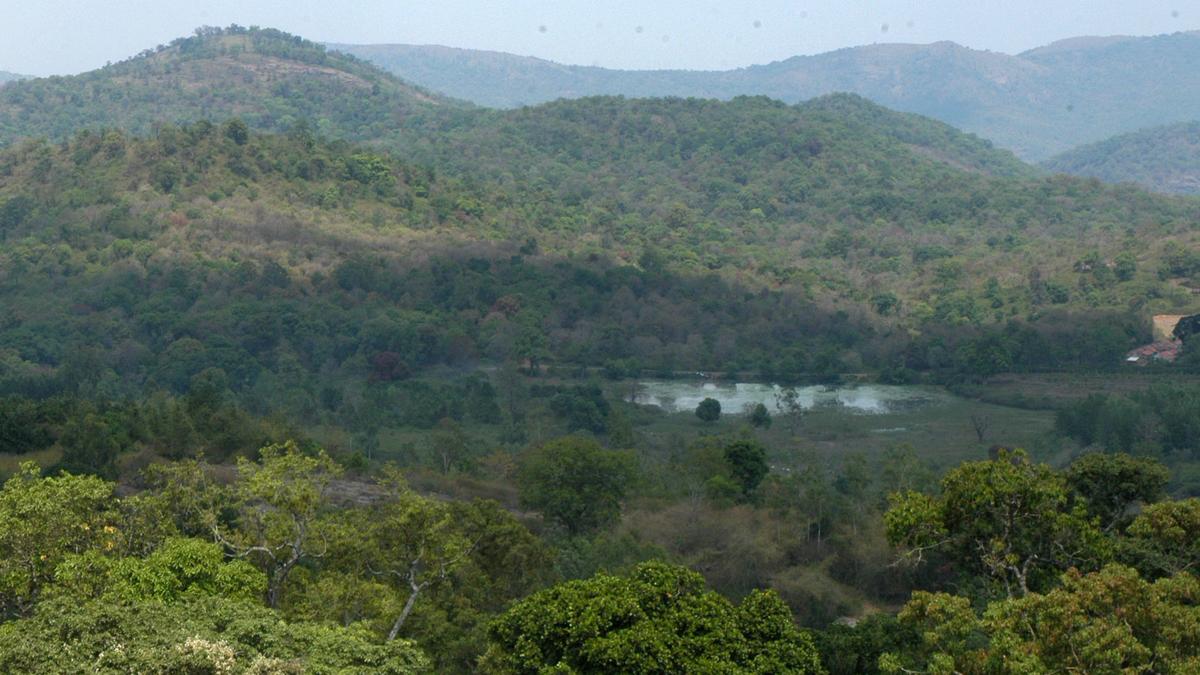 Makanan Hutan: Tautan yang Terlupakan dengan Ketahanan Iklim