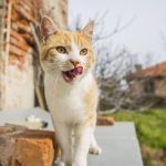 Kucing di Bulgaria – The Hindu