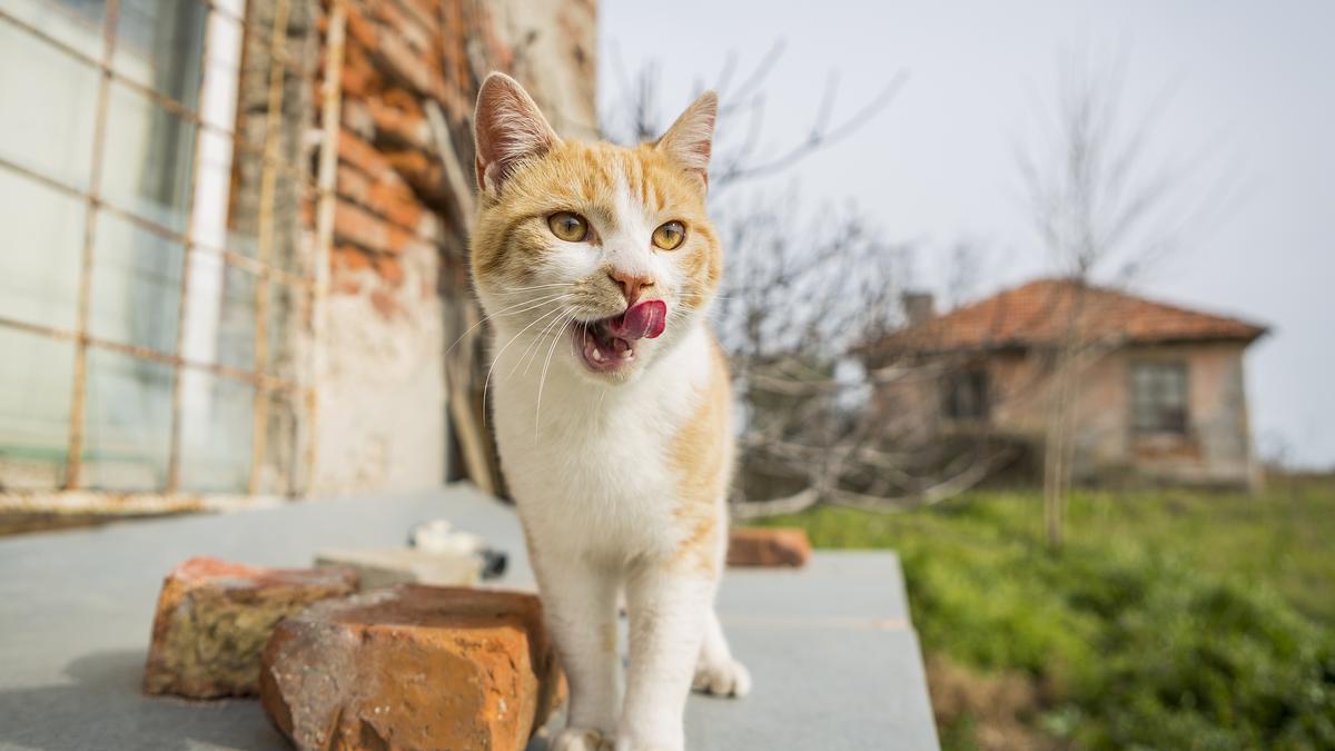 Kucing di Bulgaria – The Hindu