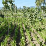 Agroforestri dapat mengubah masa depan pedesaan