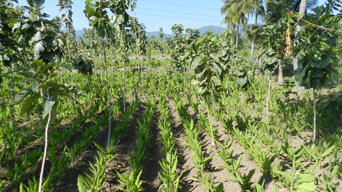 Agroforestri dapat mengubah masa depan pedesaan