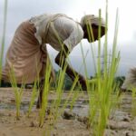 Memberdayakan perempuan di bidang pertanian untuk keamanan pangan